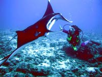 immersioni isole maldive : immersione a himendhoo thila - manta point atollo di ari nord