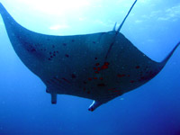 immersioni isole maldive : immersione a himendhoo thila - manta point atollo di ari nord