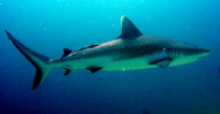 immersioni isole maldive : immersione a maaya thila - shark point atollo di ari nord