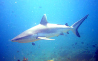 immersioni isole maldive : immersione a maaya thila - shark point atollo di ari nord