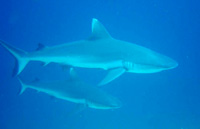 immersioni isole maldive : immersione a maaya thila - shark point atollo di ari nord