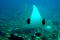 immersioni isole maldive : immersione a rasgetheemu thila atollo raa north maalhosmadulu atoll