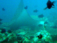 immersioni isole maldive : immersione a rasgetheemu thila atollo raa north maalhosmadulu atoll