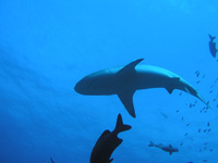 immersioni isole maldive : immersione ran faru atollo ari sud 