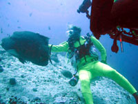 immersioni isole maldive : immersione a maaya thila - shark point atollo di ari nord