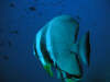 isole maldive : foto gallery maaya thila shark point ari nord
