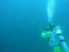 isole maldive : foto gallery maaya thila shark point ari nord