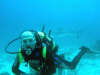 isole maldive : foto gallery maaya thila shark point ari nord