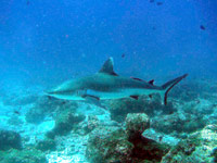 immersioni isole maldive : immersione a maaya thila - shark point atollo di ari nord