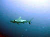 isole maldive : foto gallery maaya thila shark point ari nord