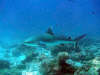 isole maldive : foto gallery maaya thila shark point ari nord
