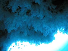 immersione malhos thila bluecaves ari nord isole maldive