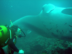 immersione manta point male nord isole maldive : le mante