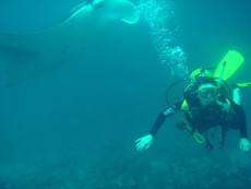 immersione manta point male nord isole maldive : le mante