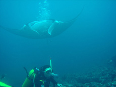 immersione manta point male nord isole maldive : le mante