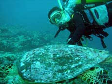 immersione manta point male nord isole maldive : la tartaruga