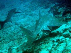 hittifagu thila atollo shaviyani informazioni, consigli utili degli esperti sub delle isole maldive : immersioni, luoghi, materiale immersioni e tecnica