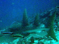 hittifagu thila atollo shaviyani informazioni, consigli utili degli esperti sub delle isole maldive : immersioni, luoghi, materiale immersioni e tecnica