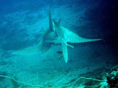 hittifagu thila atollo shaviyani informazioni, consigli utili degli esperti sub delle isole maldive : immersioni, luoghi, materiale immersioni e tecnica