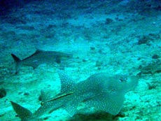 hittifagu thila atollo shaviyani informazioni, consigli utili degli esperti sub delle isole maldive : immersioni, luoghi, materiale immersioni e tecnica