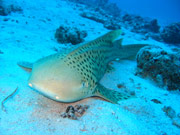 racconti, fotografie e video delle immersioni alle isole maldive : sleeping shark atollo di mal nord regione di meerufenfushi by Riccardo De Gregorio