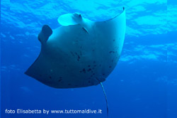 immersione a dhigurah nei pressi dell'isola di maamigili atollo di ari sud aprile 2008 by elisabetta snorkelling con squalo balena e manta