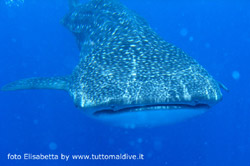 immersione a dhigurah nei pressi dell'isola di maamigili atollo di ari sud aprile 2008 by elisabetta snorkelling con squalo balena e manta