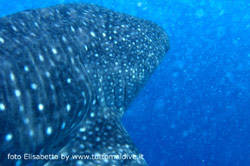 immersione a dhigurah nei pressi dell'isola di maamigili atollo di ari sud aprile 2008 by elisabetta snorkelling con squalo balena e manta