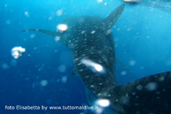 immersione a dhigurah nei pressi dell'isola di maamigili atollo di ari sud aprile 2008 by elisabetta snorkelling con squalo balena e manta