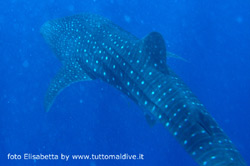 immersione a dhigurah nei pressi dell'isola di maamigili atollo di ari sud aprile 2008 by elisabetta snorkelling con squalo balena e manta