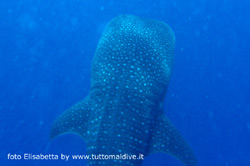 immersione a dhigurah nei pressi dell'isola di maamigili atollo di ari sud aprile 2008 by elisabetta snorkelling con squalo balena e manta