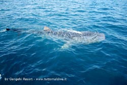 tre squali balena avvistati nell'atollo ari nord la notizia da Chris Groh dell'isola di Gangehi che ha raccolto l'evento e le foto dagli ospiti del resort di gangehi atollo di ari nord per www.tuttomaldive.it