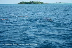 tre squali balena avvistati nell'atollo ari nord la notizia da Chris Groh dell'isola di Gangehi che ha raccolto l'evento e le foto dagli ospiti del resort di gangehi atollo di ari nord per www.tuttomaldive.it