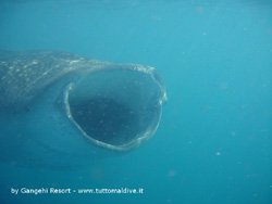 tre squali balena avvistati nell'atollo ari nord la notizia da Chris Groh dell'isola di Gangehi che ha raccolto l'evento e le foto dagli ospiti del resort di gangehi atollo di ari nord per www.tuttomaldive.it