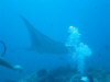 le mante isole maldive fotografie video informazioni notizie consigli di viaggio maldive gangehi resort atollo di ari nord gennaio 2008 by Dani e Alssio (utente forum maldive alssio)