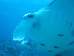 fotografia mante - isole maldive fotografie video informazioni notizie consigli di viaggio maldive gangehi resort atollo di ari nord gennaio 2008 by Dani e Alssio (utente forum maldive alssio)