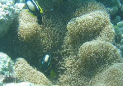 fotografia anemone e pagliaccio di clark - isole maldive fotografie video informazioni notizie consigli di viaggio maldive gangehi resort atollo di ari nord gennaio 2008 by Dani e Alssio (utente forum maldive alssio)