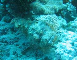 fotografia pesce pietra - isole maldive fotografie video informazioni notizie consigli di viaggio maldive gangehi resort atollo di ari nord gennaio 2008 by Dani e Alssio (utente forum maldive alssio)