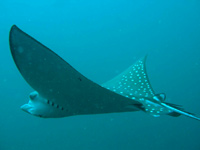 isole maldive immersioni sub : aquila di mare