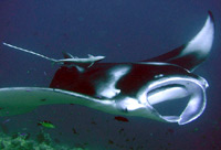 isole maldive immersioni sub : manta