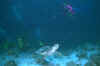Mal23.JPG (13108 byte)