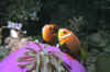 Mal30.JPG (17831 byte)