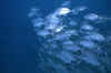 Mal33.JPG (15791 byte)