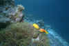 Mal42.JPG (21792 byte)