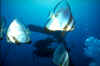pht-bolifushi4.jpg (25532 byte)