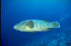 pht-bolifushi5.jpg (23121 byte)