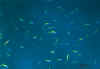 ao2.jpg (9491 byte)