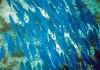 ao5.jpg (32267 byte)