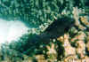 fugu1.jpg (32410 byte)