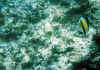 fugu2.jpg (38370 byte)
